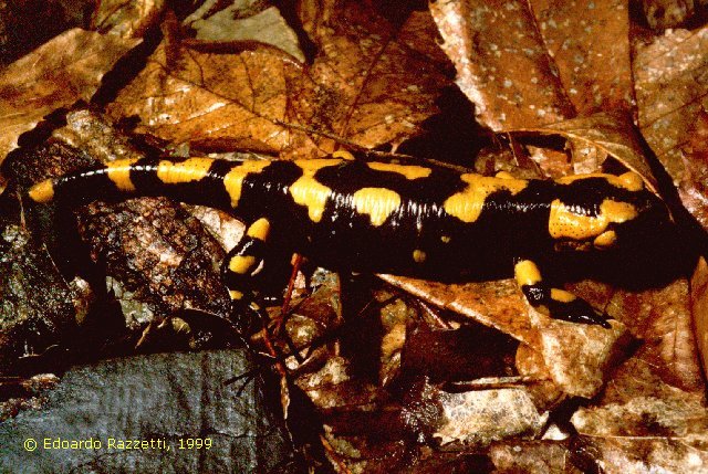 salamandra salamandra